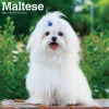 BrownTrout 2025 Maltese 12" x 12" Monthly Square Wall Calendar (9781975477400) Best