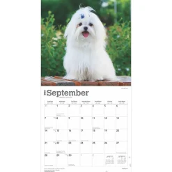 BrownTrout 2025 Maltese 12