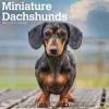 BrownTrout 2025 Miniature Dachshunds 12" x 24" Monthly Square Wall Calendar, (9781975476922)