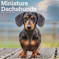 BrownTrout 2025 Miniature Dachshunds 12" x 24" Monthly Square Wall Calendar, (9781975476922)
