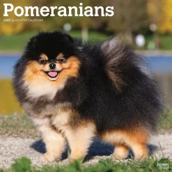 BrownTrout 2025 Pomeranians 12" x 12" Monthly Wall Calendar (9781975477530) Online