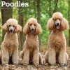 BrownTrout 2025 Poodles 12" x 12" Monthly Wall Calendar (9781975477547) Clearance