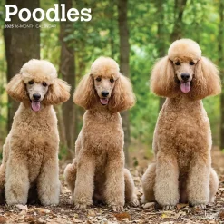BrownTrout 2025 Poodles 12" x 12" Monthly Wall Calendar (9781975477547) Clearance