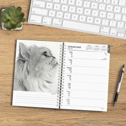 BrownTrout 2025 Portrait Series: The Regal Cat 6