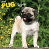 BrownTrout 2025 Pug Puppies 12" x 12" Monthly Wall Calendar (9781975477561) Clearance