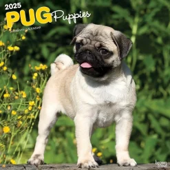 BrownTrout 2025 Pug Puppies 12" x 12" Monthly Wall Calendar (9781975477561) Clearance