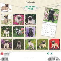 BrownTrout 2025 Pug Puppies 12" x 12" Monthly Wall Calendar (9781975477561) Clearance