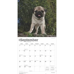 BrownTrout 2025 Pug Puppies 12