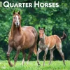 BrownTrout 2025 Quarter Horses 12" x 12" Monthly Wall Calendar (9781975477608) Sale