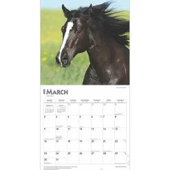 BrownTrout 2025 Quarter Horses 12