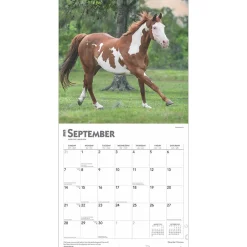 BrownTrout 2025 Quarter Horses 12