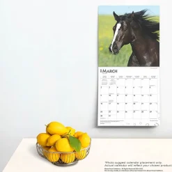 BrownTrout 2025 Quarter Horses 12