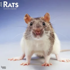 BrownTrout 2025 Rats 12" x 12" Monthly Wall Calendar (9781975477615) Online