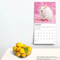 BrownTrout 2025 Rats 12