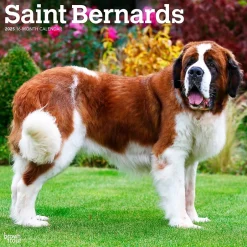 BrownTrout 2025 Saint Bernards 12" x 24" Monthly Square Wall Calendar (9781975477653) Clearance