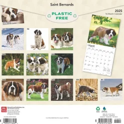 BrownTrout 2025 Saint Bernards 12" x 24" Monthly Square Wall Calendar (9781975477653) Clearance