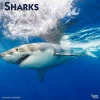 BrownTrout 2025 Sharks 12" x 12" Monthly Square Wall Calendar (9781975475697) Sale