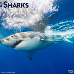 BrownTrout 2025 Sharks 12" x 12" Monthly Square Wall Calendar (9781975475697) Sale