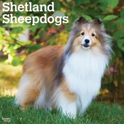 BrownTrout 2025 Shetland Sheepdogs 12" x 24" Monthly Square Wall Calendar, (9781975477721) Hot