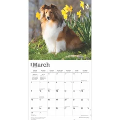 BrownTrout 2025 Shetland Sheepdogs 12