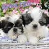 BrownTrout 2025 Shih Tzu Puppies 12" x 24" Monthly Square Wall Calendar, (9781975477752) Best