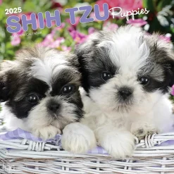 BrownTrout 2025 Shih Tzu Puppies 12" x 24" Monthly Square Wall Calendar, (9781975477752) Best
