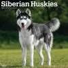 BrownTrout 2025 Siberian Huskies 12" x 24" Monthly Square Wall Calendar (9781975477776) Hot