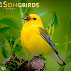 BrownTrout 2025 Songbirds 12" x 12" Monthly Square Wall Calendar (9781975477806) Best