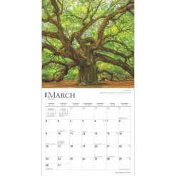 BrownTrout 2025 The Majesty of Trees 12