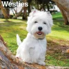 BrownTrout 2025 West Highland White Terriers 12" x 12" Monthly Wall Calendar (9781975477974) Online