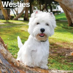 BrownTrout 2025 West Highland White Terriers 12" x 12" Monthly Wall Calendar (9781975477974) Online