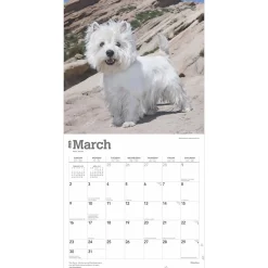 BrownTrout 2025 West Highland White Terriers 12