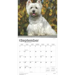 BrownTrout 2025 West Highland White Terriers 12