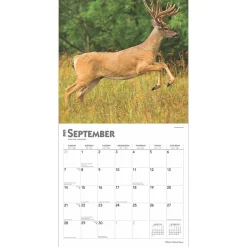 BrownTrout 2025 White Tailed Deer 12