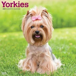 BrownTrout 2025 Yorkshire Terriers 12" x 12" Monthly Wall Calendar (9781975478001) Best