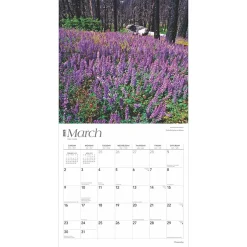 BrownTrout 2025 Yosemite 12