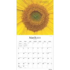 BrownTrout 2025 Brush Dance Symmetry 12