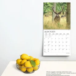 BrownTrout 2025 Plato Monster Bucks 12