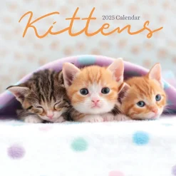 TF Publishing 2025 Kittens 7" x 7" Monthly Wall Calendar (25-2002) New