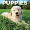 TF Publishing 2025 Puppies 7" x 7" Monthly Wall Calendar (25-2007) Hot