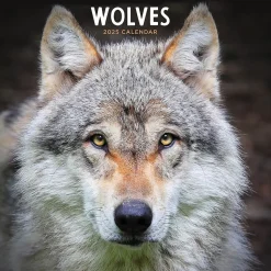TF Publishing 2025 Wolves 12" x 12" Monthly Wall Calendar (25-1035) Best
