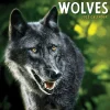 TF Publishing 2025 Wolves 7" x 7" Monthly Wall Calendar (25-2015) Sale