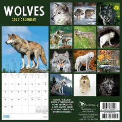TF Publishing 2025 Wolves 7" x 7" Monthly Wall Calendar (25-2015) Sale