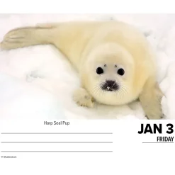 Willow Creek 2025 Baby Animals 6.2