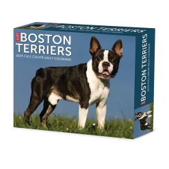 Willow Creek 2025 Boston Terriers 6" x 5.5" Day-to-Day Calendar (40683) Sale