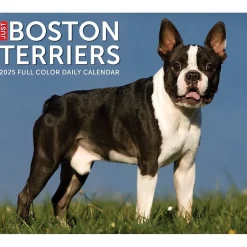 Willow Creek 2025 Boston Terriers 6