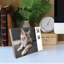 Willow Creek 2025 Cats 6