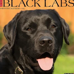 Willow Creek 2025 Just Black Labs 12" x 12" Monthly Wall Calendar, Multicolor (41864) Outlet
