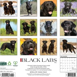 Willow Creek 2025 Just Black Labs 12" x 12" Monthly Wall Calendar, Multicolor (41864) Outlet