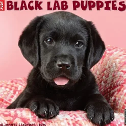 Willow Creek 2025 Just Black Lab Puppies 2025 Wall Calendar 12" x 12" (41857) New